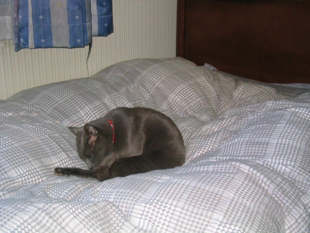 http://www.ftp-recordings.net/archives/images/cat_on_the_bed.jpg